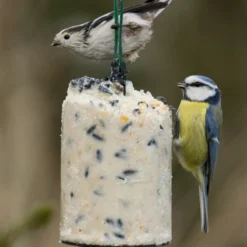 National Trust Seed Peanut Cake (500 Ml) 5 National Trust Seed Peanut Cake (500 Ml) -Deals Birdvora Store 10020 2 1