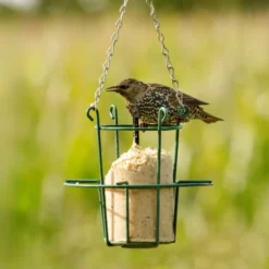 Peanut Cake Tube Hi-Protein For Starling (1 Litre)
