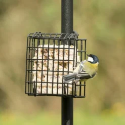 Peanut Cake Square Supreme -Deals Birdvora Store 10077 04