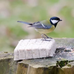 Peanut Cake Square Supreme