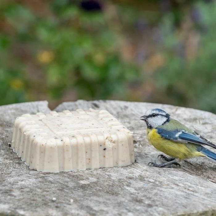 Peanut Cake Square Original 1 Peanut Cake Square Original