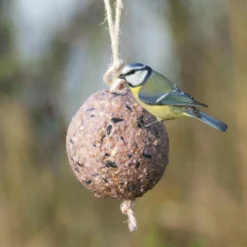 Giant Fat Ball On A Rope - Berries -Deals Birdvora Store 10098 1 1