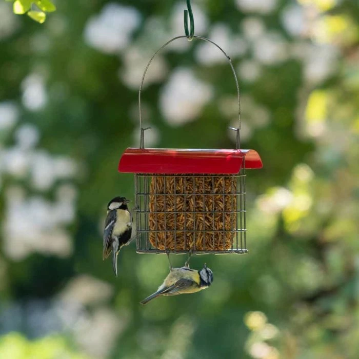 Dried Mealworm Square For Birds 90g 3 Dried Mealworm Square For Birds 90g - Image 3