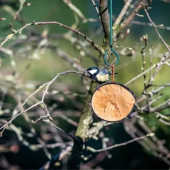 Half Coconut With Protein Rich Peanut Butter -Deals Birdvora Store 115360119 half coconut sw low res 4437