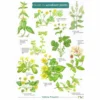 ID Chart - Woodland Plants