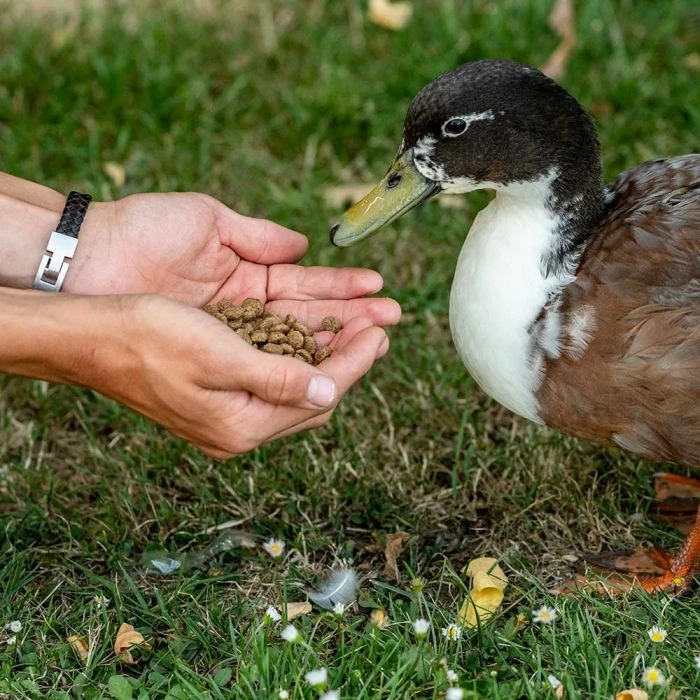 National Trust Kids Duck & Swan Food 2 National Trust Kids Duck & Swan Food - Image 2