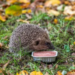 Organic Pate For Hedgehogs (100g)