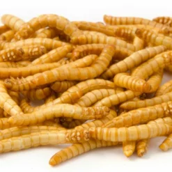 Freeze-Dried Mealworms (100g) - Bird Food -Deals Birdvora Store 28033 1