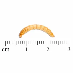 Freeze-Dried Mealworms (100g) - Bird Food -Deals Birdvora Store 28033 3