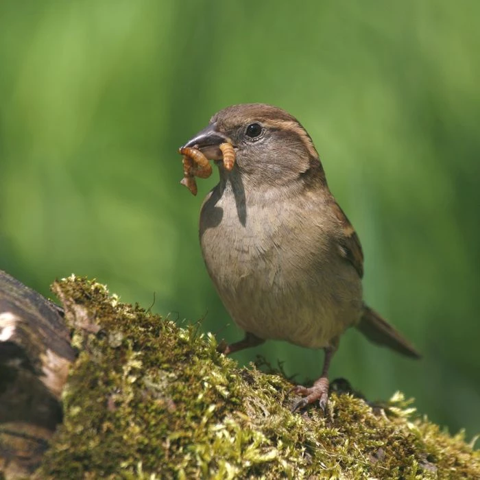 Dried Mealworms - Bird Food 7 Dried Mealworms - Bird Food - Image 7