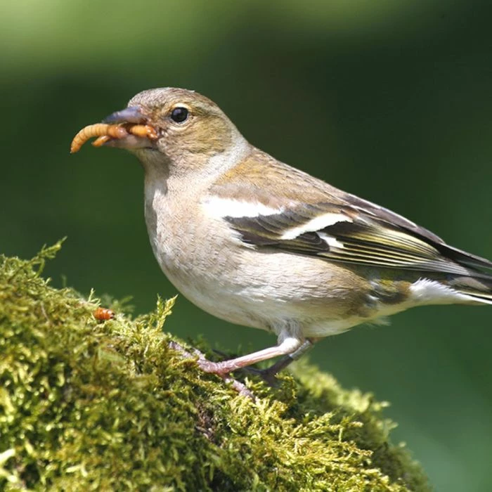 Dried Mealworms - Bird Food 9 Dried Mealworms - Bird Food - Image 9
