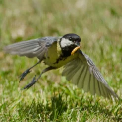 Dried Mealworms - Bird Food 14 Dried Mealworms - Bird Food -Deals Birdvora Store 28090 8