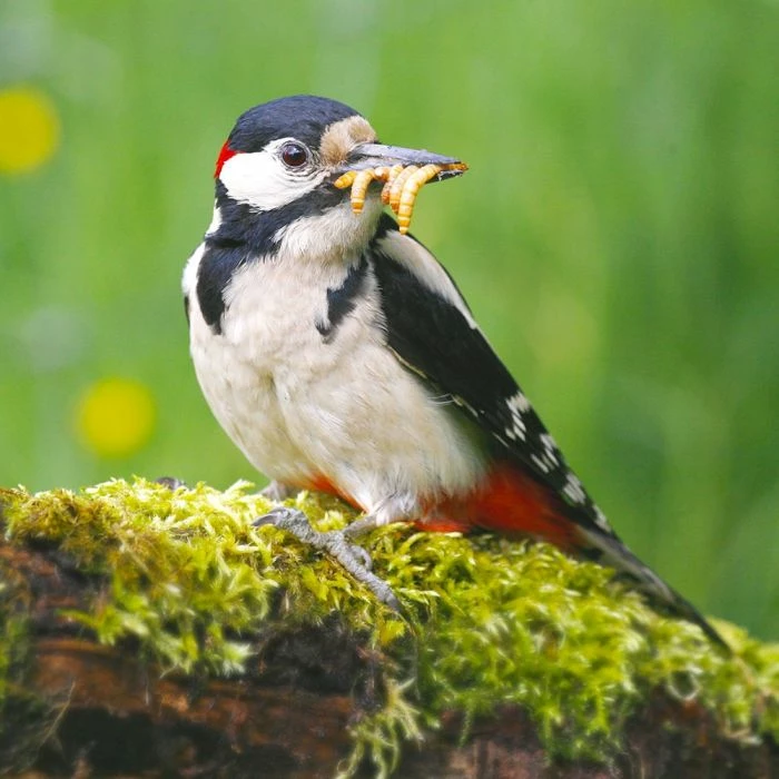 Dried Mealworms - Bird Food 8 Dried Mealworms - Bird Food - Image 8