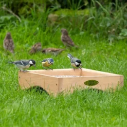 Kandava Ground Bird Feeding Table -Deals Birdvora Store 311030119 qm 4179