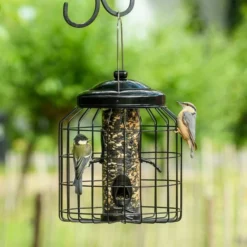 Brussels Bird Feeder Guardians - Bundle Of 3 -Deals Birdvora Store 351580119 qpa dsc8692