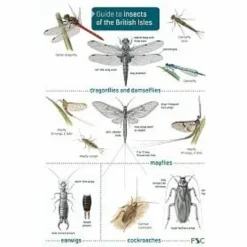 ID Chart - Guide To Insects Of The British Isles