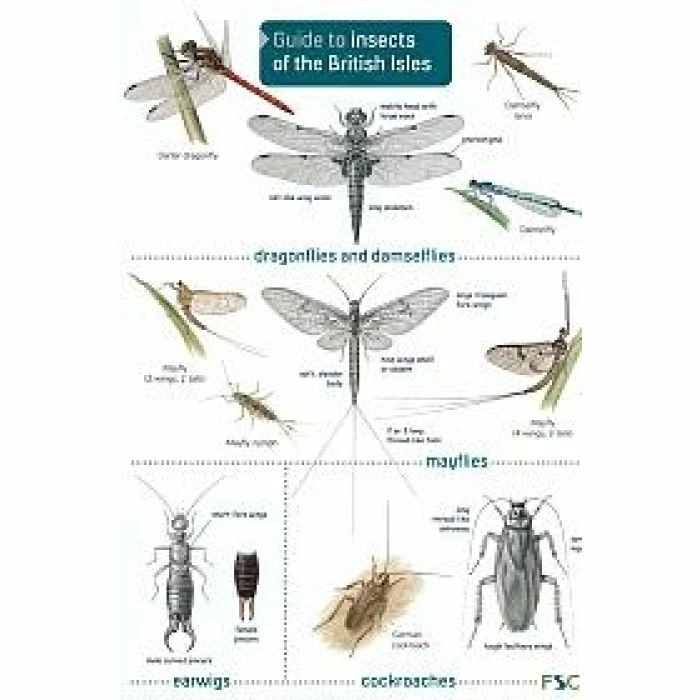 ID Chart - Guide To Insects Of The British Isles 1 ID Chart - Guide To Insects Of The British Isles