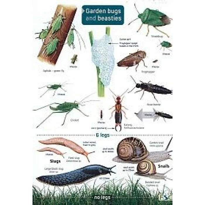 ID Chart - Guide To Garden Bugs And Beasties 1 ID Chart - Guide To Garden Bugs And Beasties