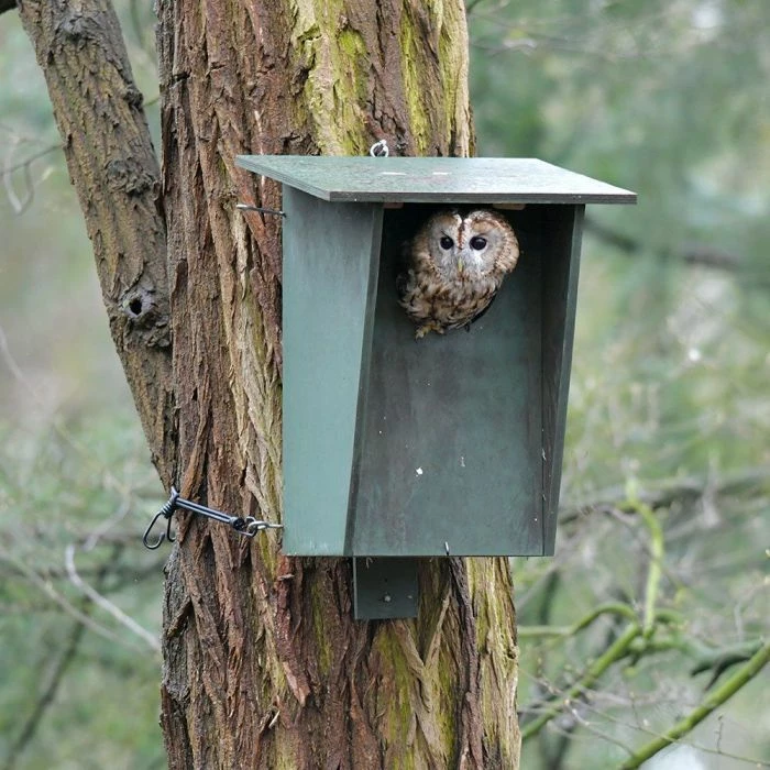 Tawny Owl, Stock Dove And Jackdaw Nest Box 1 Tawny Owl, Stock Dove And Jackdaw Nest Box