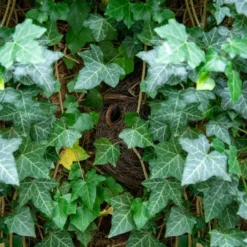 Funchal Lounge Roosting Nest -Deals Birdvora Store 909210119 funchal nester dv 3799