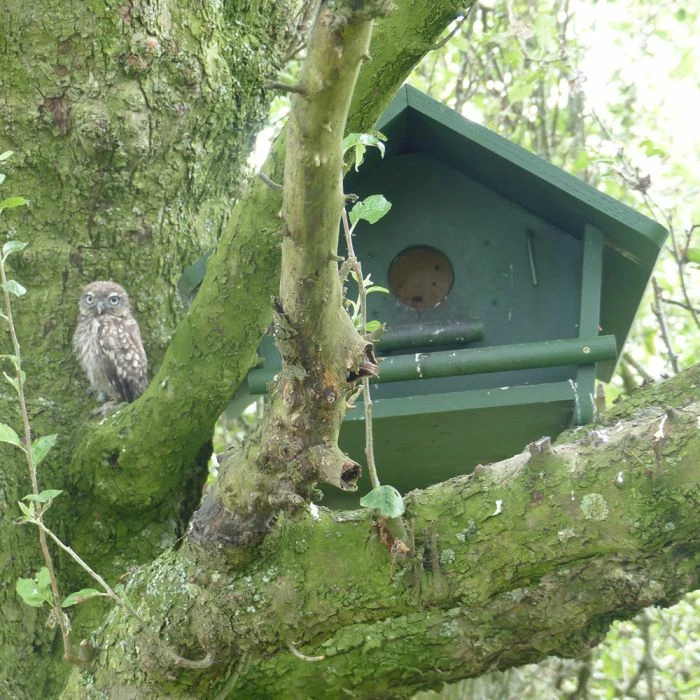 Little Owl Apex Nest Box 2 Little Owl Apex Nest Box - Image 2