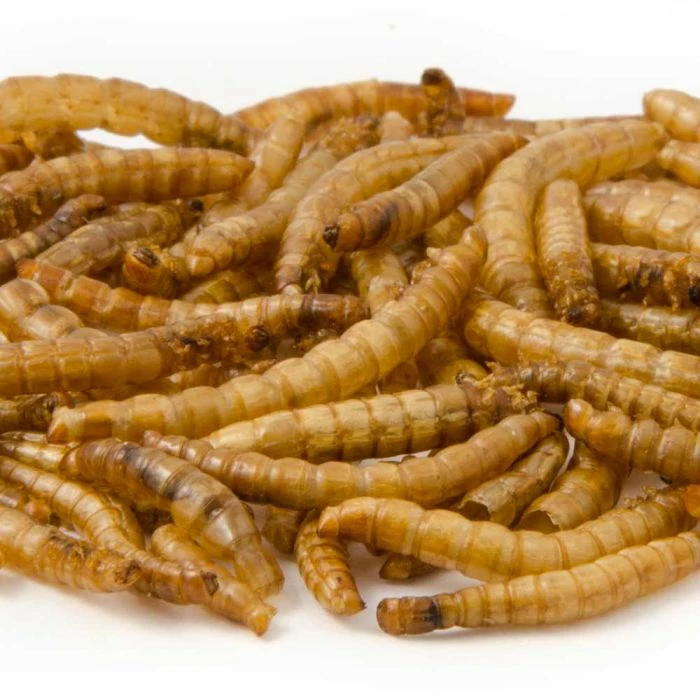 Dried Mealworms - Bird Food 4 Dried Mealworms - Bird Food - Image 4