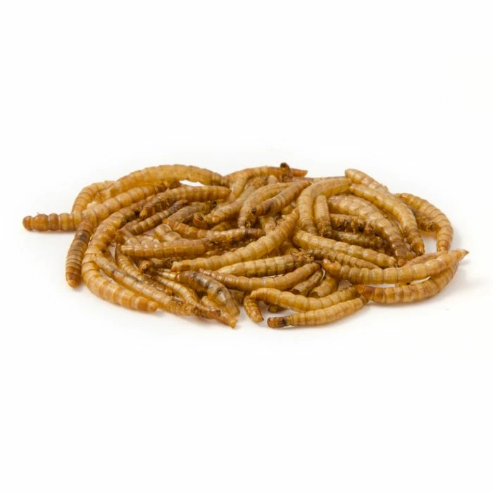 Dried Mealworms - Bird Food 5 Dried Mealworms - Bird Food - Image 5