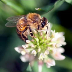 National Trust Insect Tower -Deals Birdvora Store is bee