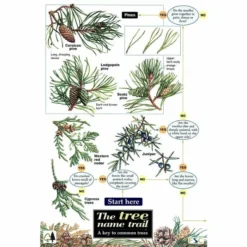 ID Chart - Tree Name Trail