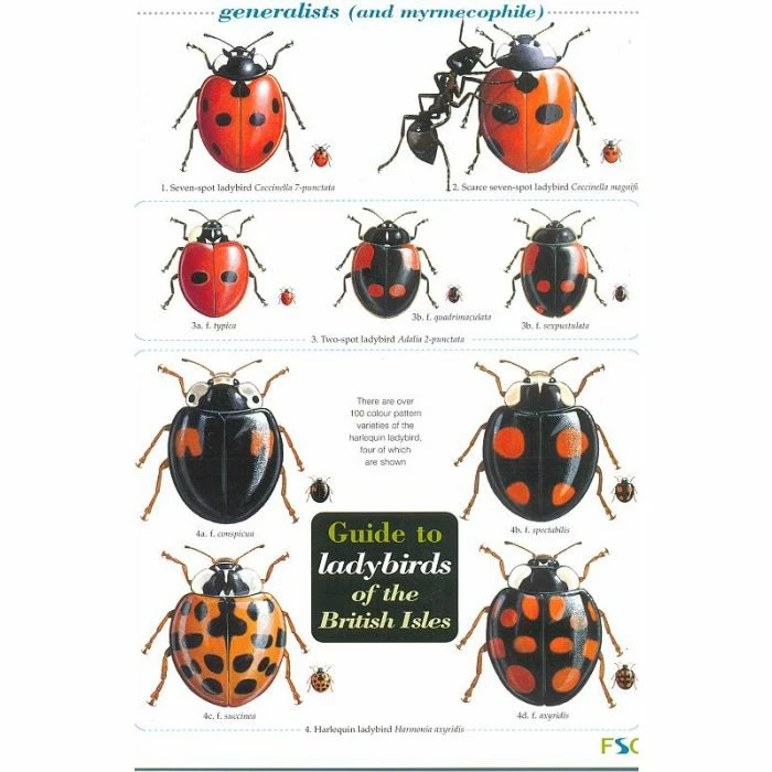 ID Chart - Ladybirds 1 ID Chart - Ladybirds