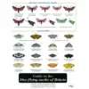 ID Chart - Guide To The Day-flying Moths Of Britain