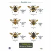 ID Chart - Guide To Bees Of Britain