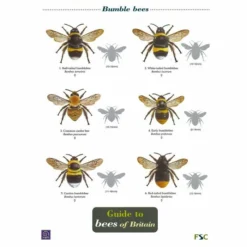 ID Chart - Guide To Bees Of Britain