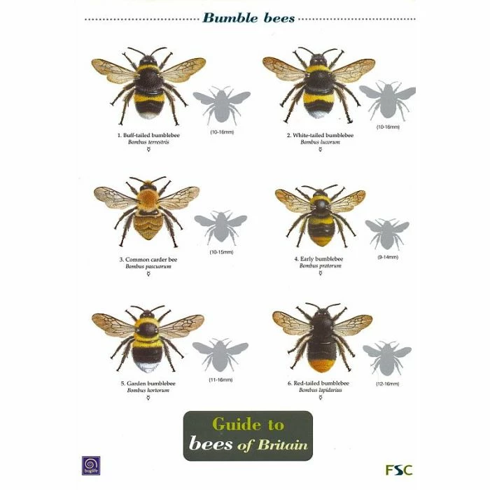 ID Chart - Guide To Bees Of Britain 1 ID Chart - Guide To Bees Of Britain